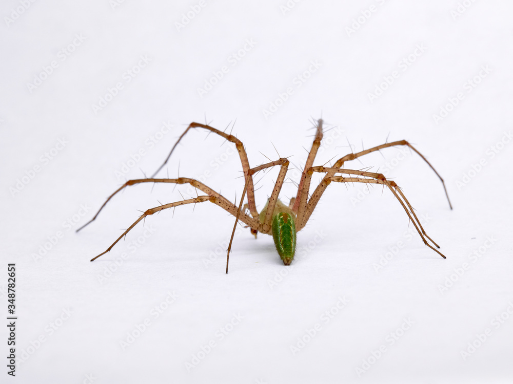Green Lynx spider, Peucetia viridis Green Lynx spider, Peucetia viridis