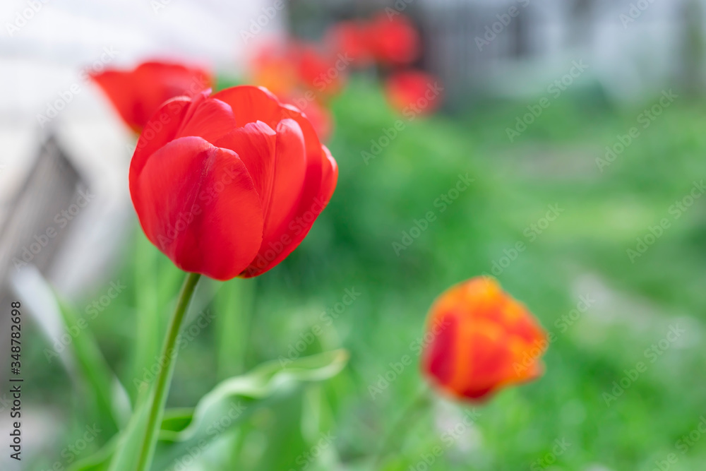 Saturrated red tulips that grow in the garden. Saturrated red tulips that grow in the garden.