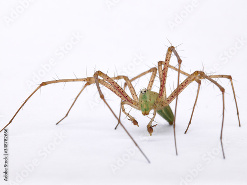 Green Lynx spider, Peucetia viridis