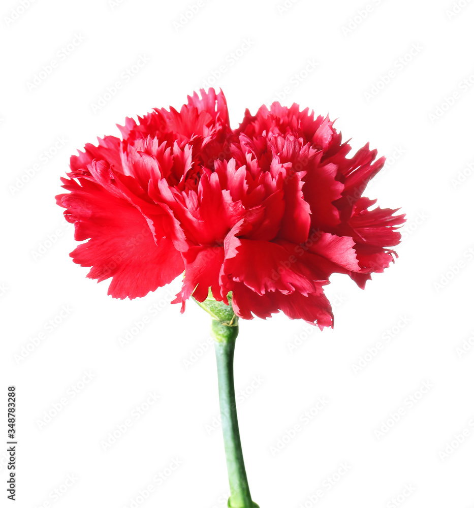 Beautiful carnation flower on white background Beautiful carnation flower on white background