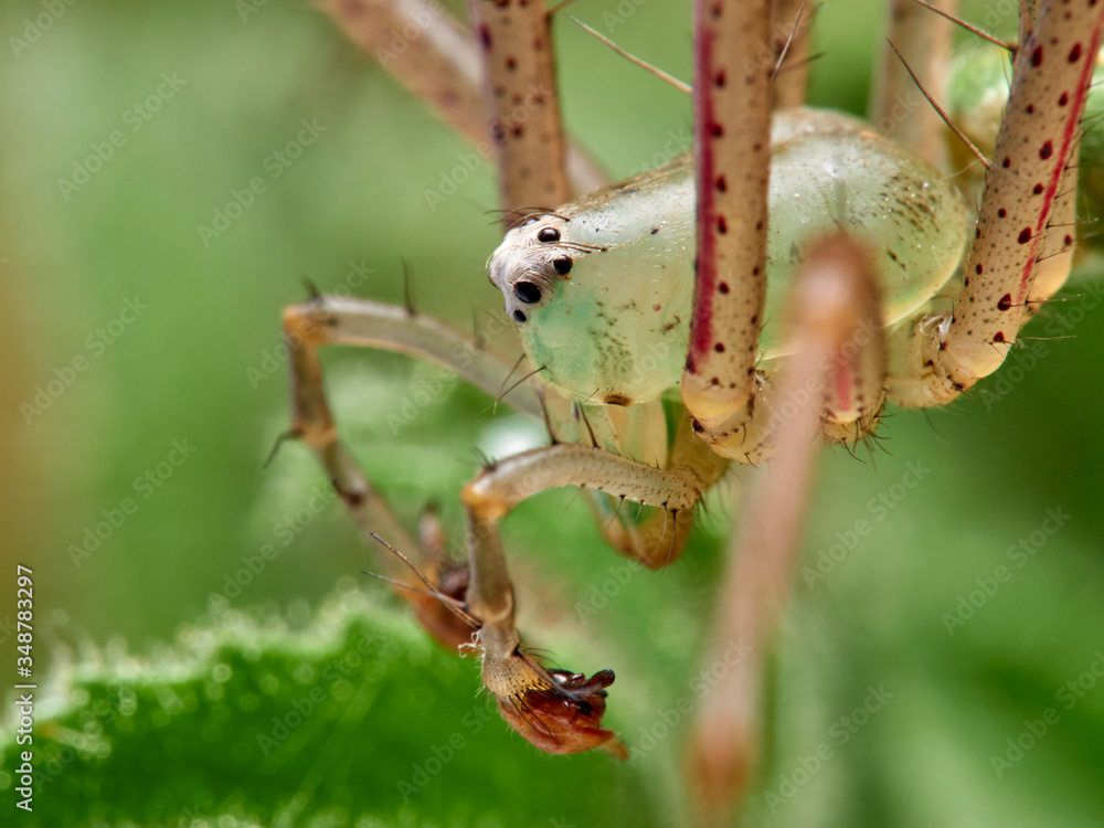 Fototapeta premium Green Lynx spider, Peucetia viridis