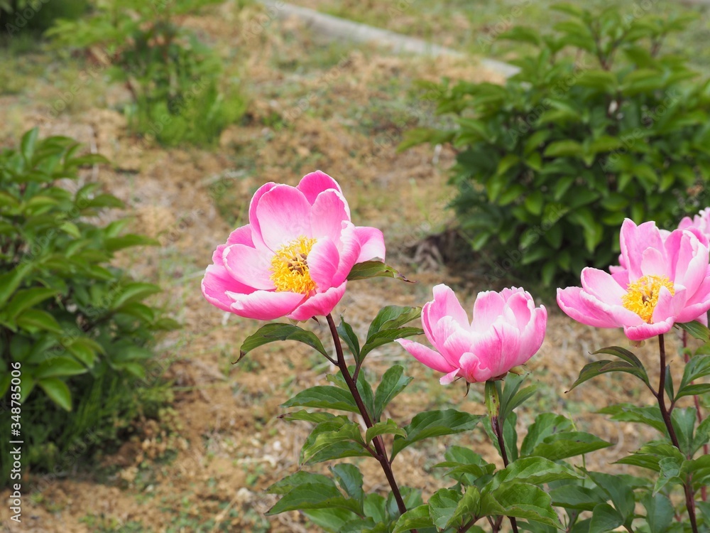 初夏の庭に咲く華やかな芍薬の花