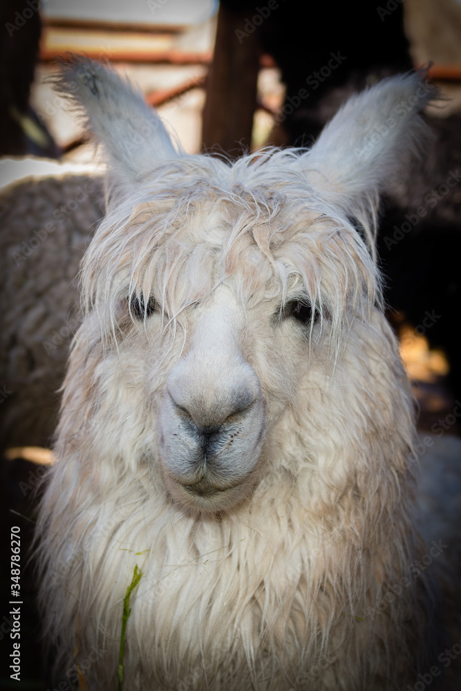 Fototapeta premium Alpacas - peru
