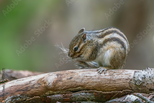 Cute Siberian chipmunk or common chipmunk (Eutamias sibiricus) plays with his tail.