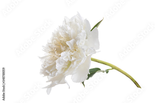 Fototapeta Naklejka Na Ścianę i Meble -  Gentle light peony flower isolated on white background.