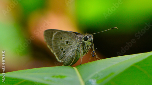 Wallpaper Mural butterfly on leaf Torontodigital.ca
