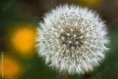 The flower of life - Die Blume des Lebsns