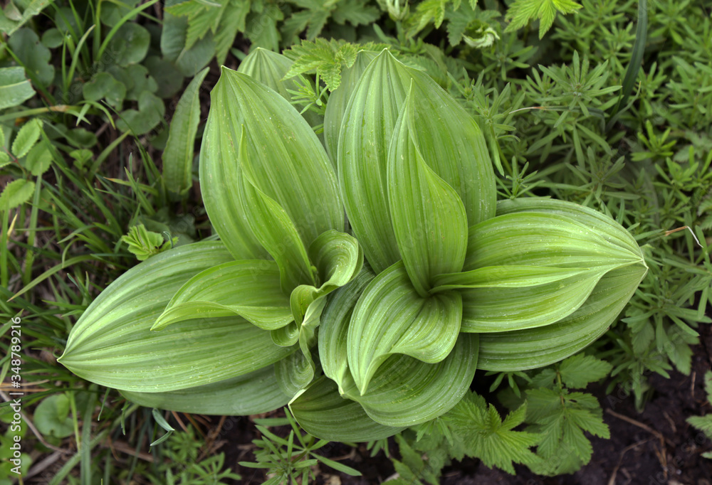 Closeup view of leaves of Chemeritsa Lobelieva(Verátrum lobeliánum) without flowers in spring. Closeup view of leaves of Chemeritsa Lobelieva(Verátrum lobeliánum) without flowers in spring.