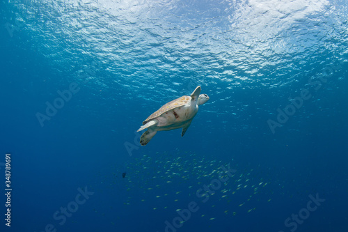 Green turtle swimming under blue water photo