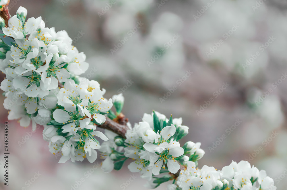 A branch of a young flowering tree (plum, cherry) with white flowers on a light green bokeh background. copy place