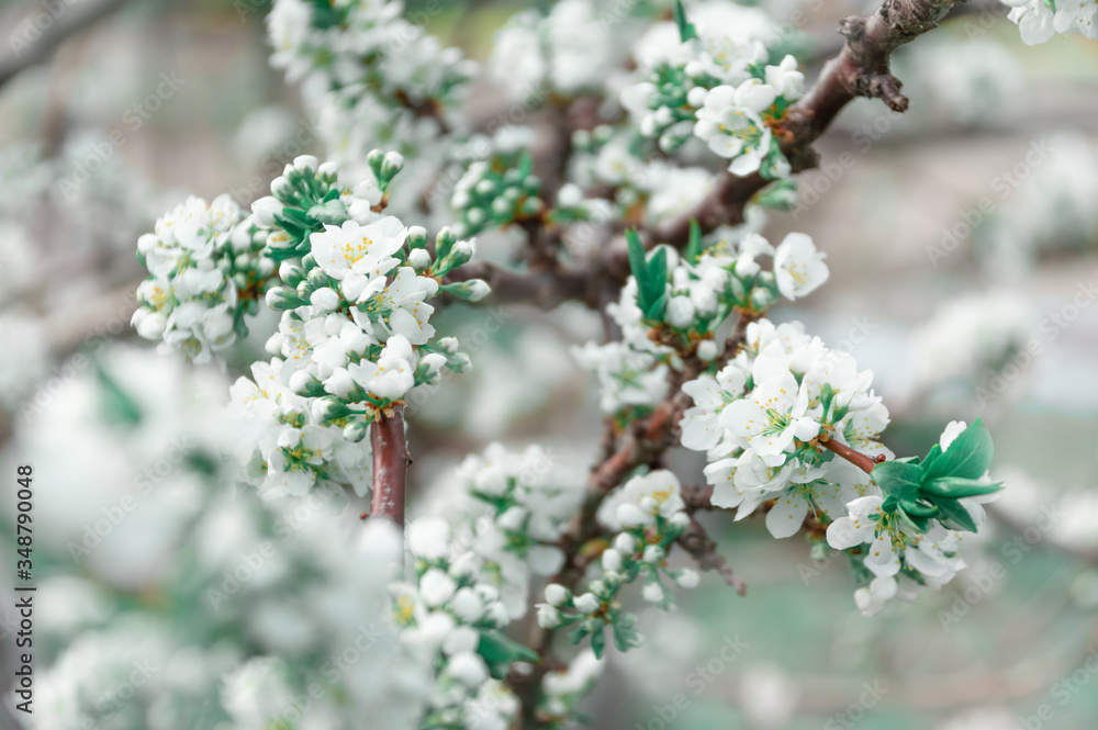 A branch of a young flowering tree (plum, cherry) with white flowers on a light green bokeh background. copy place A branch of a young flowering tree (plum, cherry) with white flowers on a light green bokeh background. copy place