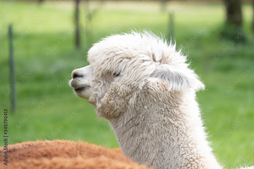 Obraz premium White Alpaca, a white alpaca in a green meadow. Selective focus on the head of the alpaca, photo of head