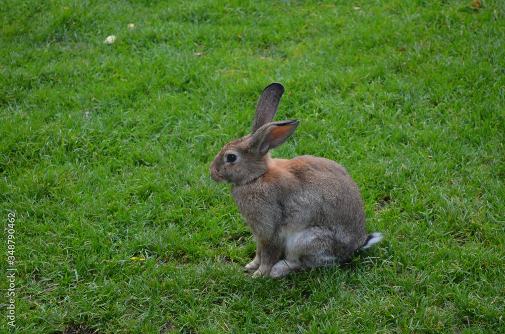 rabbit in the grass