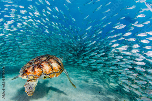 Green turtle swimming under blue water