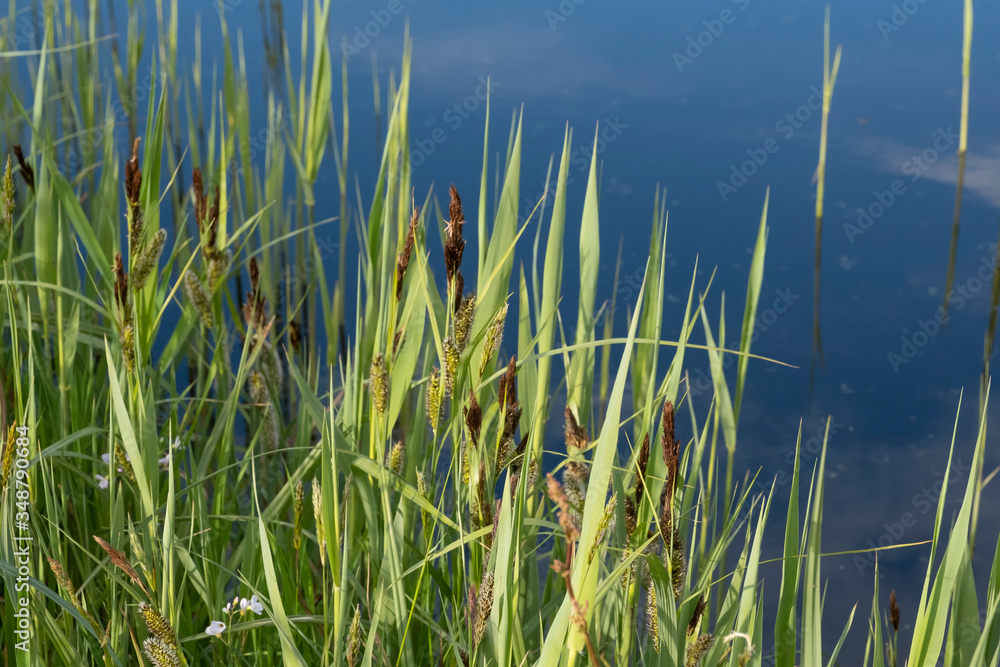 Tranquil landscape at a ditch, grasses and leaves on the edge of the ditch, the blue sky reflected in the water