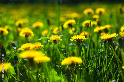 Yellow dandelions in green grass field