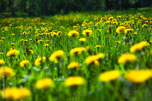 Yellow dandelions in green grass field