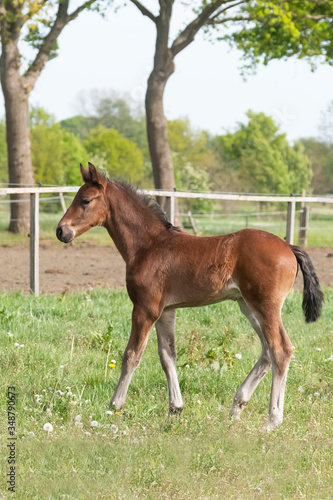 Little just born brown foal standing in green grass during the day with a countryside landscape. One week old, harness horse, riding horse