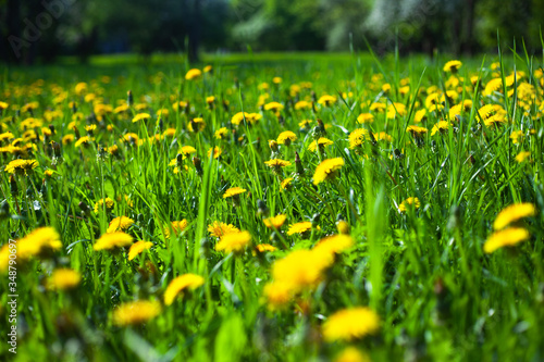Yellow dandelions in green grass field