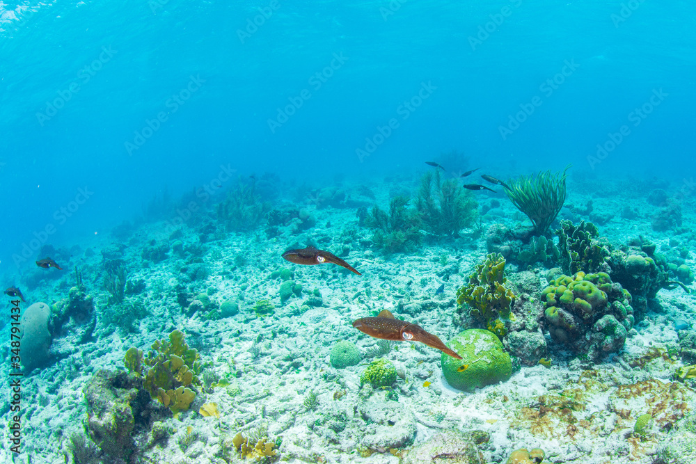 Fototapeta premium Squid Swimming arround