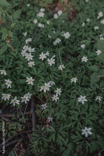 A lot of small white wildflowers. Spring green floral background.