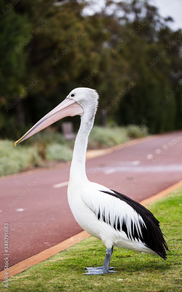 Obraz premium Pelicano en Australia.