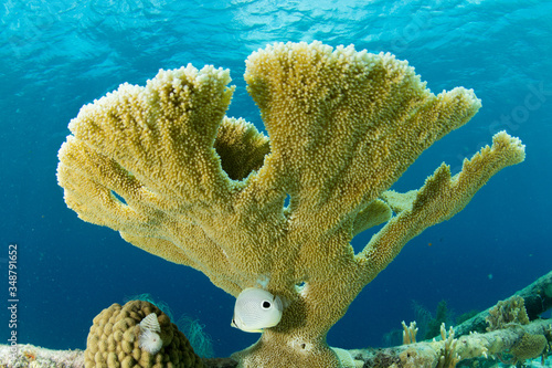 Corais Marinhos no caribe