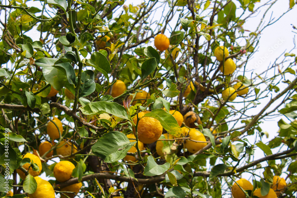A lemon tree in Cyprus