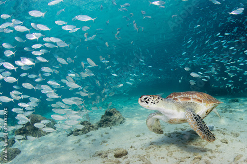 Green turtle swimming under blue water