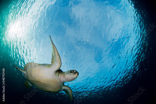 Green turtle swimming under blue water photo