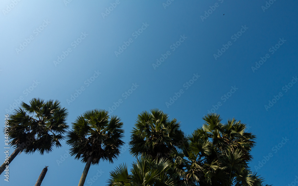 Palm tree with a bright blue sky as copy space background. Palm tree with a bright blue sky as copy space background.