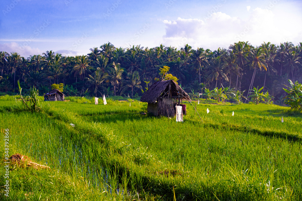 A little cabana in the middle of a rice field under a blue sky. Bali, Indonesia