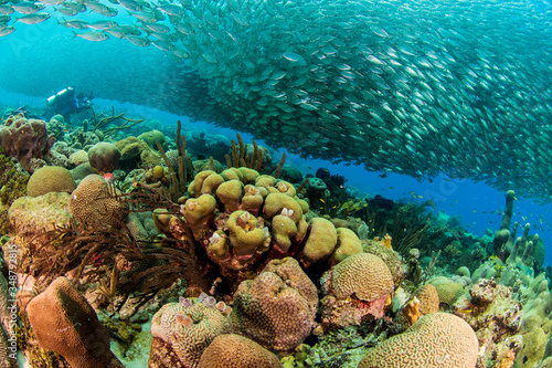 Cardume de sardinhas em recifes de corais