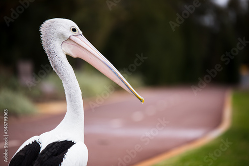 Pelicano en Australia. photo