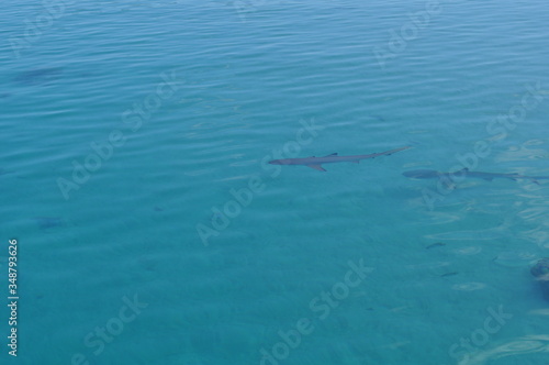 Couple of sharks viewed from a boat in the shallow shoals off Moorea