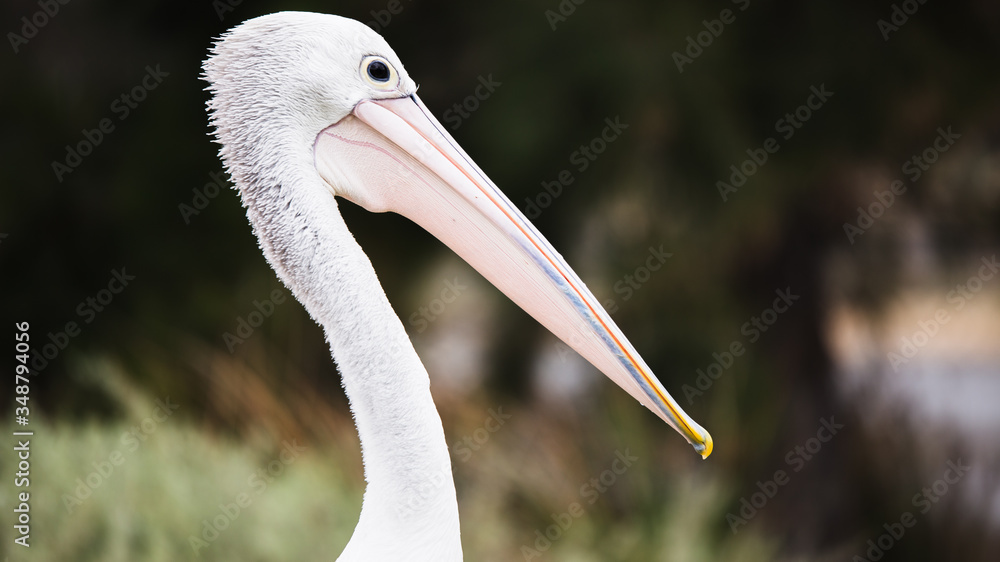 Pelicano en Australia.