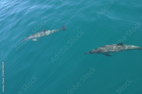 Dolphins pod off the coast of Mo'orea © zane