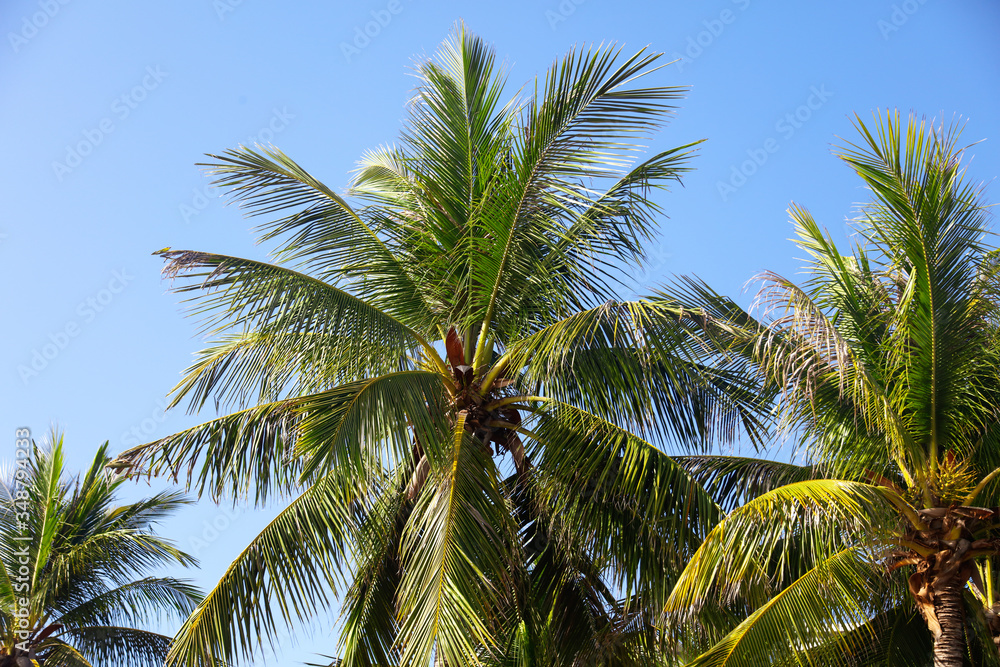 Fototapeta premium Large green branches on coconut trees against the sky