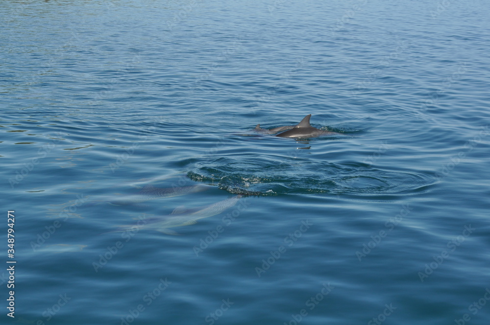 Fototapeta premium Dolphins off the coast of Mo'orea, breaking the surface