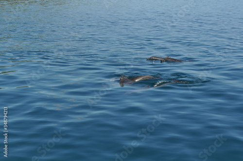 Dolphins off the coast of Mo'orea, breaking the surface on a clear day