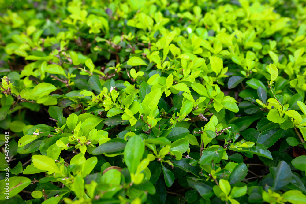 Green leaves on a plant in nature. Green leaves on a plant in nature.