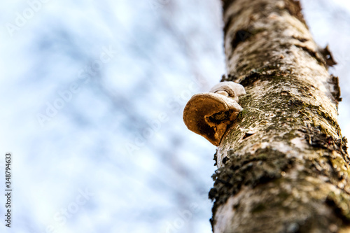 The disease of the tree. Birch mushroom.