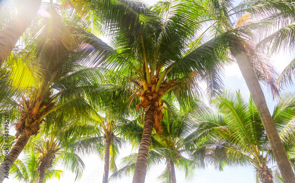 Fototapeta premium Large green branches on coconut trees against the sky