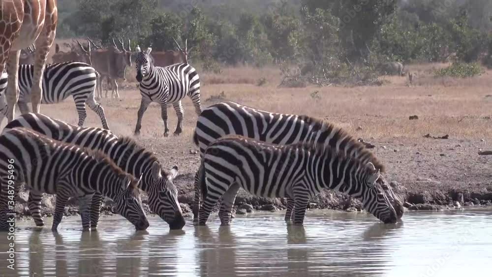 ZEBRAS DRINKING WATER FROM A POOL OF WATER IN THE JUNGLE ZEBRAS DRINKING WATER FROM A POOL OF WATER IN THE JUNGLE