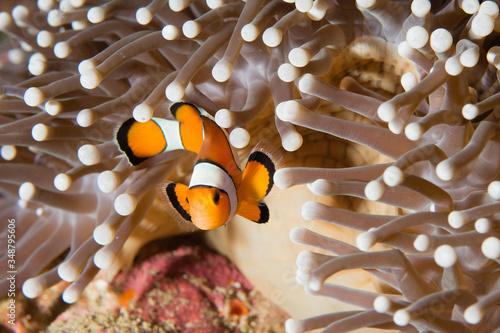 Peixe Palhaço e anemona do mar