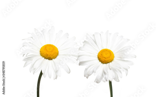 Beautiful white camomiles, two daisy flowers isolated on white background, floral wallpaper
