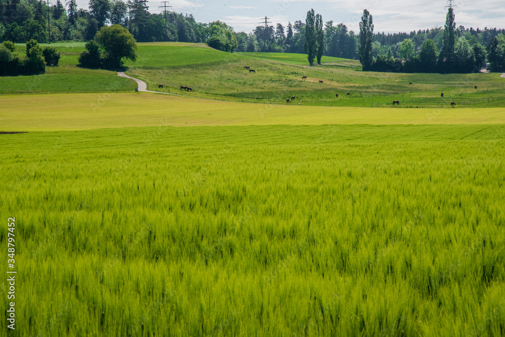 wheat field with hill pastures in the background