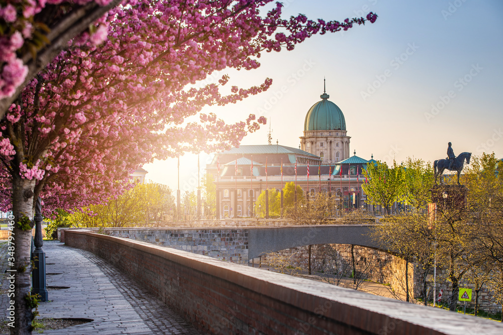 Naklejka premium Budapest, Hungary - Beautiful blooming pink japanese cherry trees at Arpad Toth promenade (Toth Arpad setany) in Castle District on a sunny spring afternoon with Buda Castle Royal Palace at background