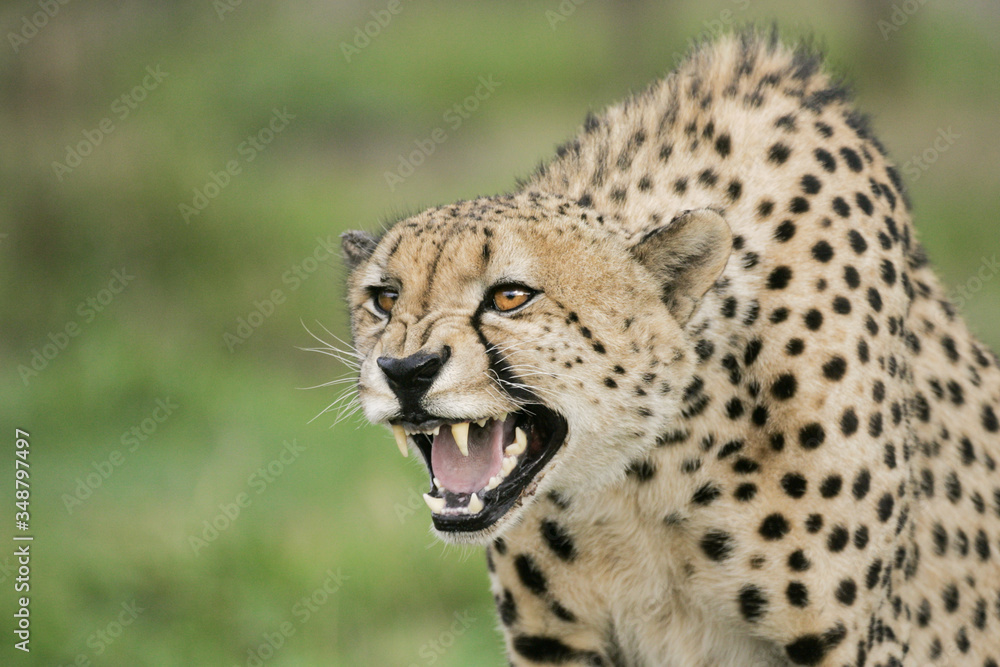 Adult male African Cheetah showing agression South Africa Adult male African Cheetah showing agression South Africa