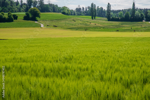 Obraz na płótnie wheat field with hill pastures in the background w salonie